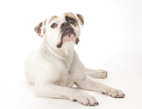 GR.CH. Chestnut's Little Maori of Dailey