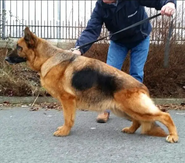 V Bagira Topolovnicka
