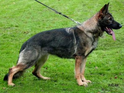 V Zamira vom Haus Lohe