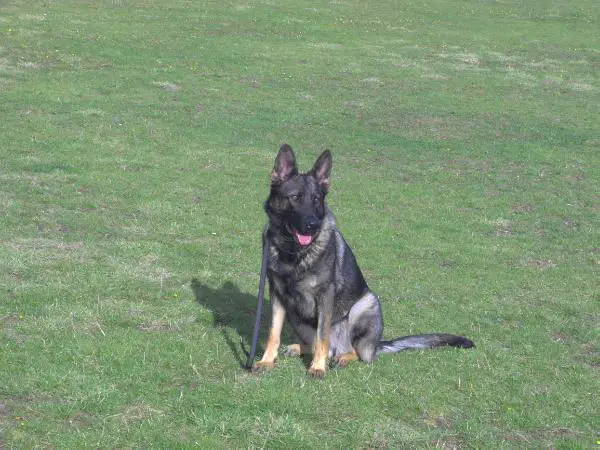 Kestenbar Vixen
