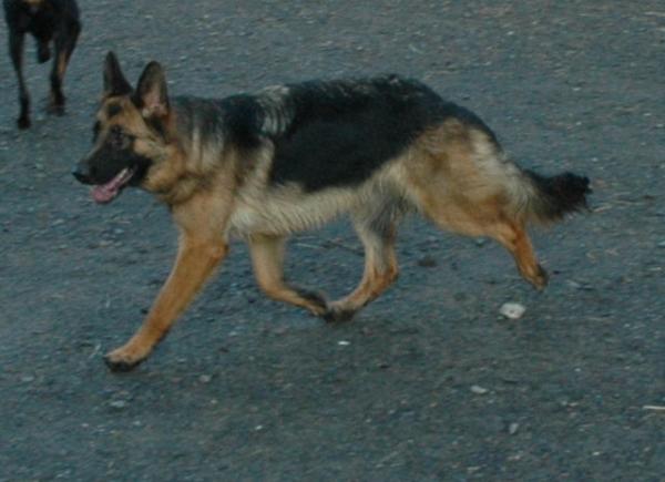 Louisa Vom Fichtenschlag USA