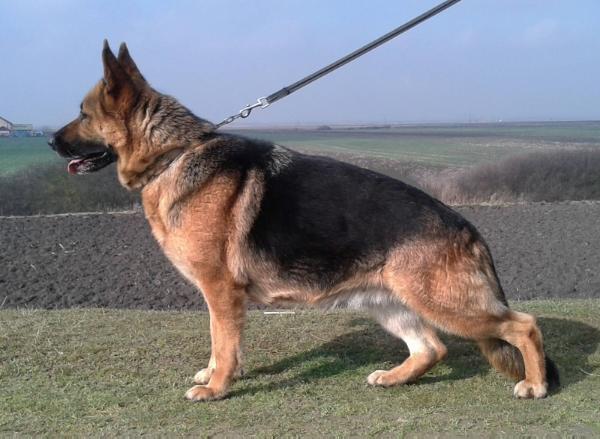 Vanilly von Haus Reckerth