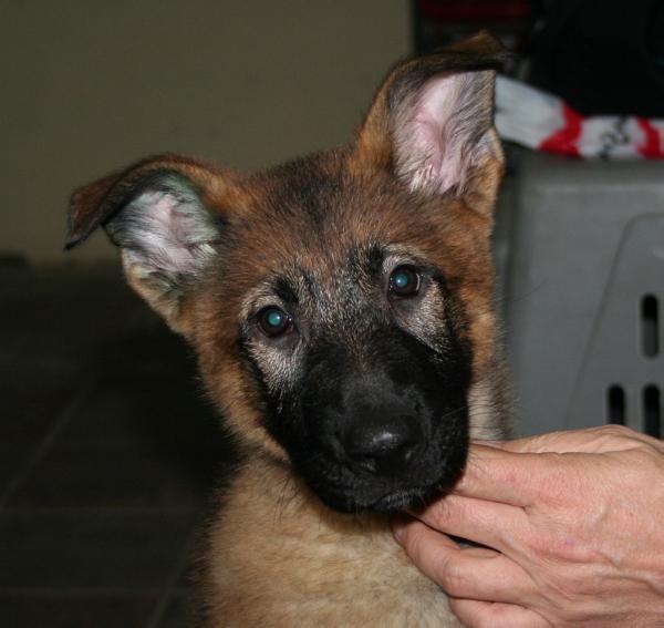 Iska von der Döllenweise