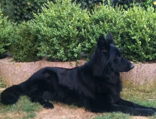 Elly vom Berliner Bären