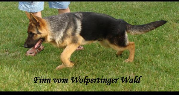 Finn vom Wolpertinger Wald