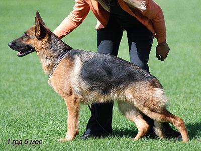 Lizhen s Goluboy Zvezdy