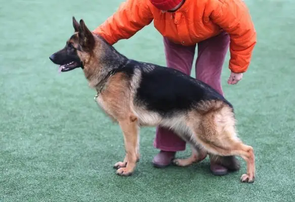 Shteffi iz Doma Shebis