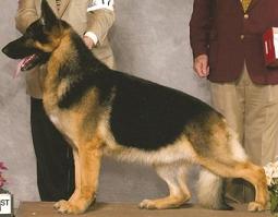 (US) CH Laxfield's Tony Soprano