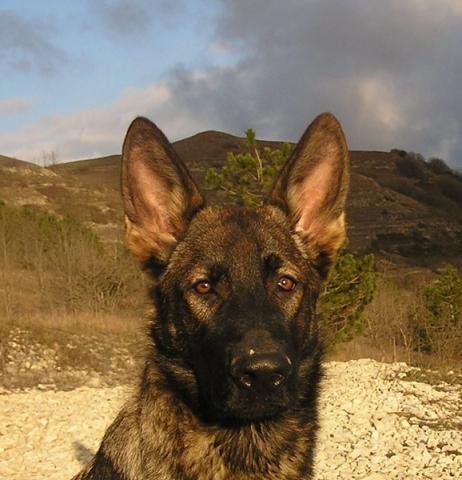 Korsa s Putilovoy Gory