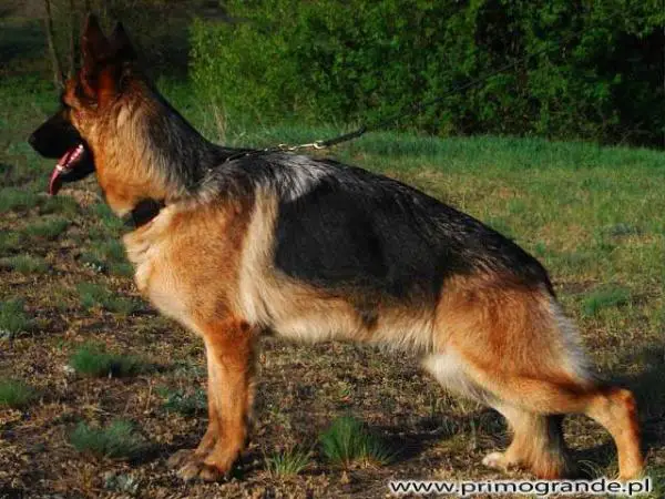 Sandra vom Martelsberg