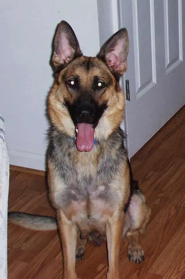 Alli Vom Haus Grossen Hund