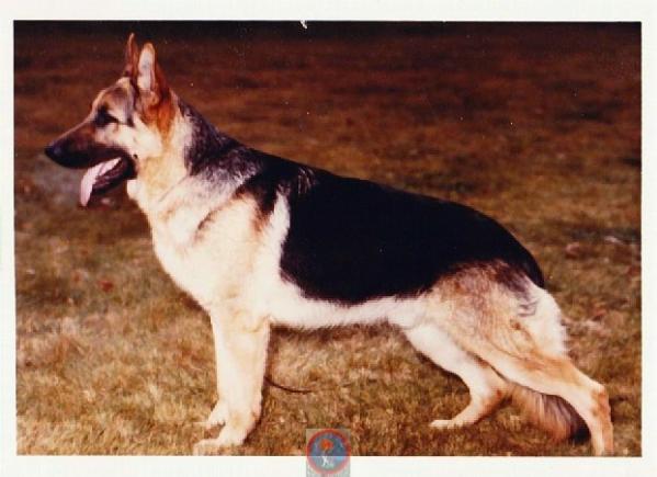 CH. Derringer of Timberlane