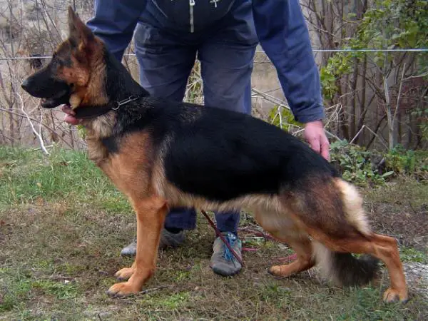 V Holly vom Haus Asteria