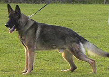 Dax von der wilden Räuberbande