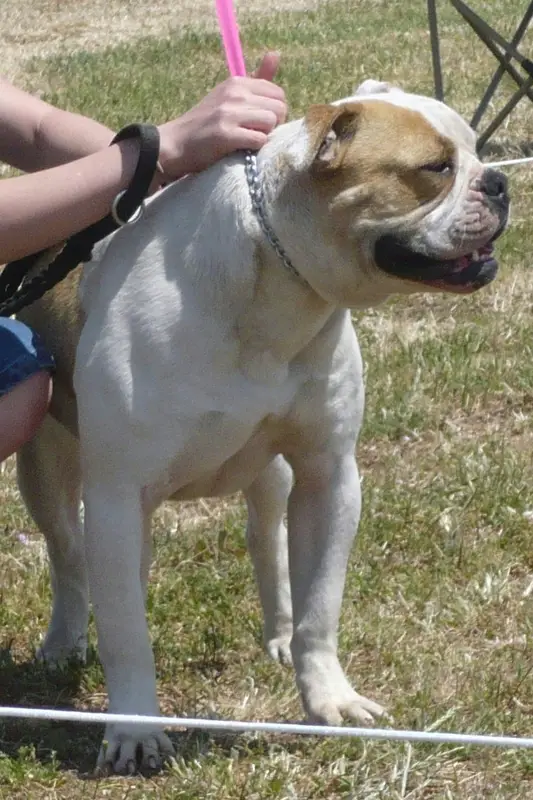 Boyd's Chicago Bully PH-0.26/0.38