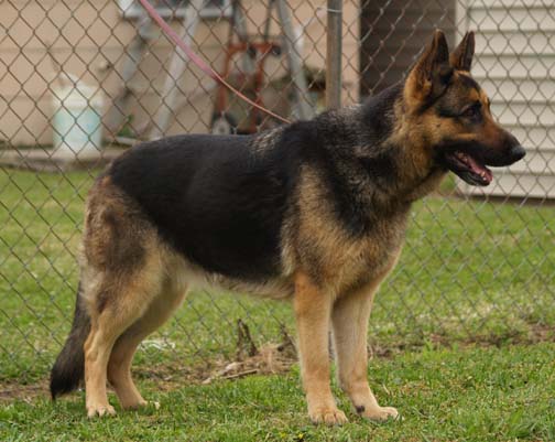 Sasha Vom Ruytershof