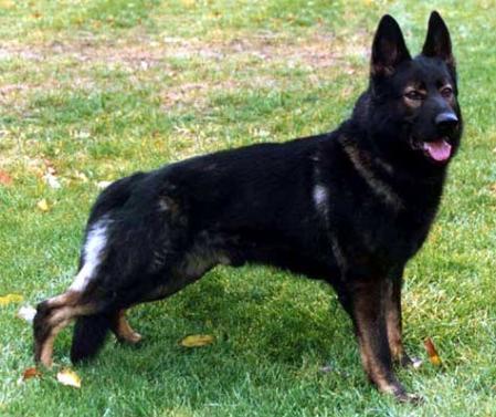 V Iltis von der Wildsau