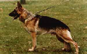 V Kim von der Michaelswiese