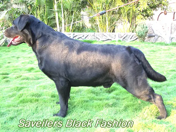 saveilers black fashion