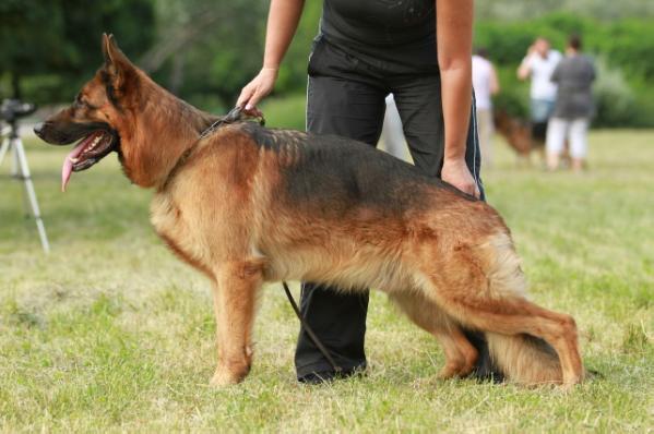 CH(UA)V(UA,LT,LV,BY) Endo vom Sonnensee