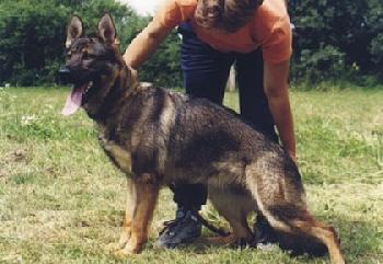 Debbi Gymor