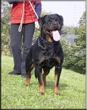 CHSCG CACIB Mona Vom Bonzi Star