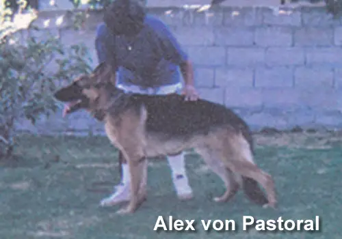 Alex von Pastoral