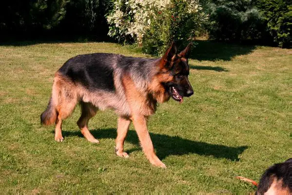 King vom Höchstadter Wehr