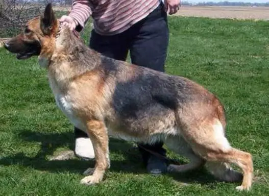 Detmer's Bonny Blue Butler