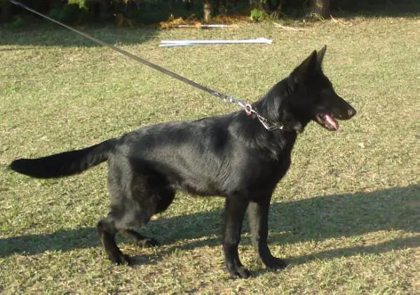 Dixie do Caio work dogs