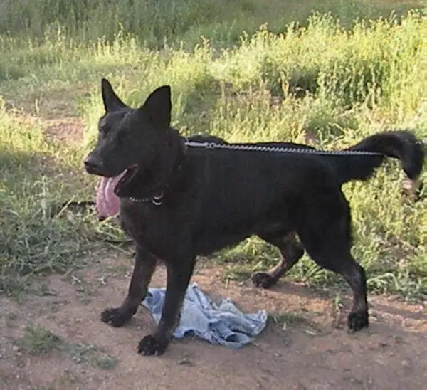 Desteny Von Benedict Und Jagermeister