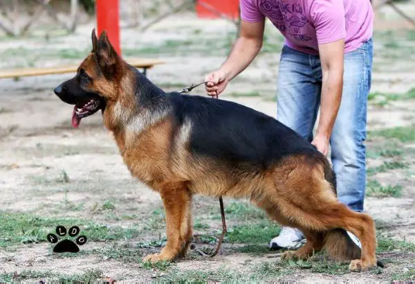 Thor di Casa Nobili