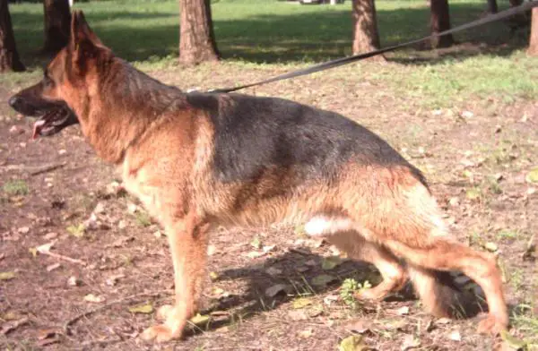 V8 (H) Waldo von Bellissimo