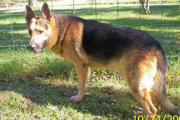 Cody Allan Deathstrike