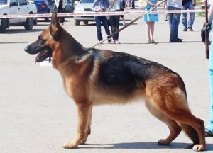 CH.RUS Akosta Lait Galaxy