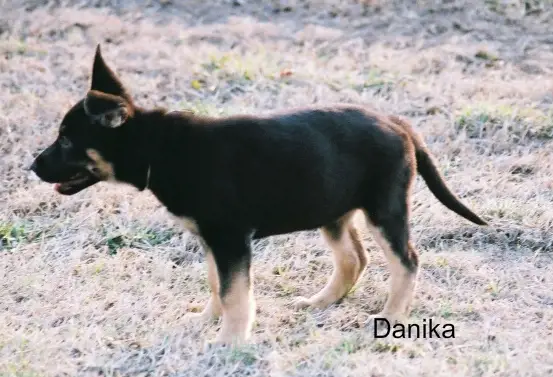 Danika aus der Rittermark