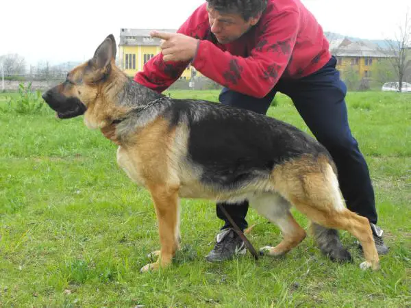 Kuckószéli randa