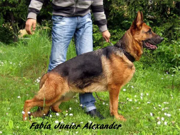 Fabia Junior v.d. Alexander
