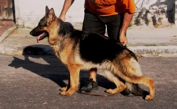 SG Debby von der Brucker Lache