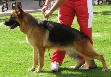 VA3 Rixy Von Haus Jufalo