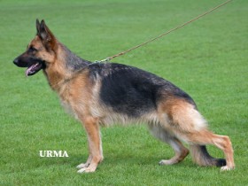 V Illie vom Holtkämper Hof