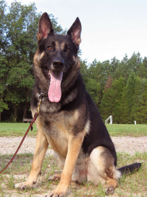 Iceman vom Steenflage