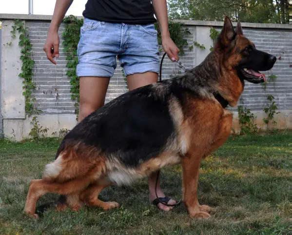 Vendy v. Pannonia Wolf
