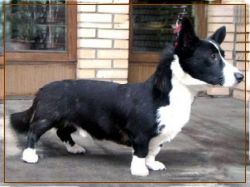 Tokaj-Lisiura Controversia