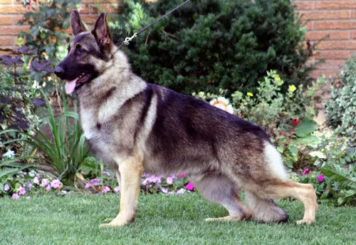 Sonoma's Man'O'War Timberline