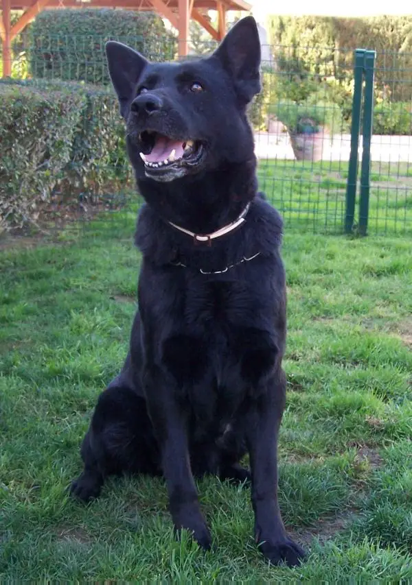 Xena von der Gänsebrücke