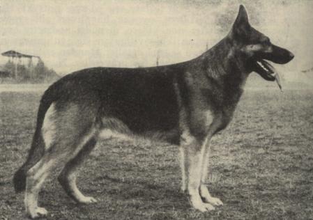 Artus Daheim