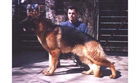 VA (RO) Dingo von der Yugobox