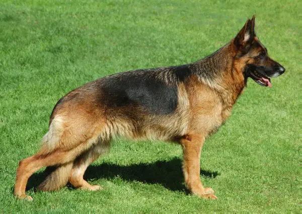 VA6 (SWE) & VA4 (DK) Schezzheims Lutzia