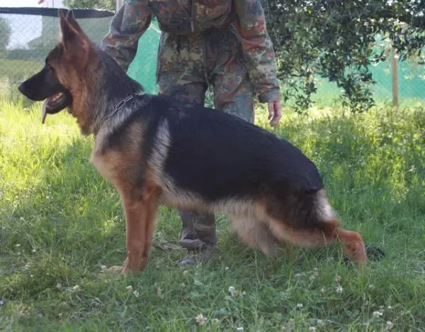 Jackson vom Frankengold